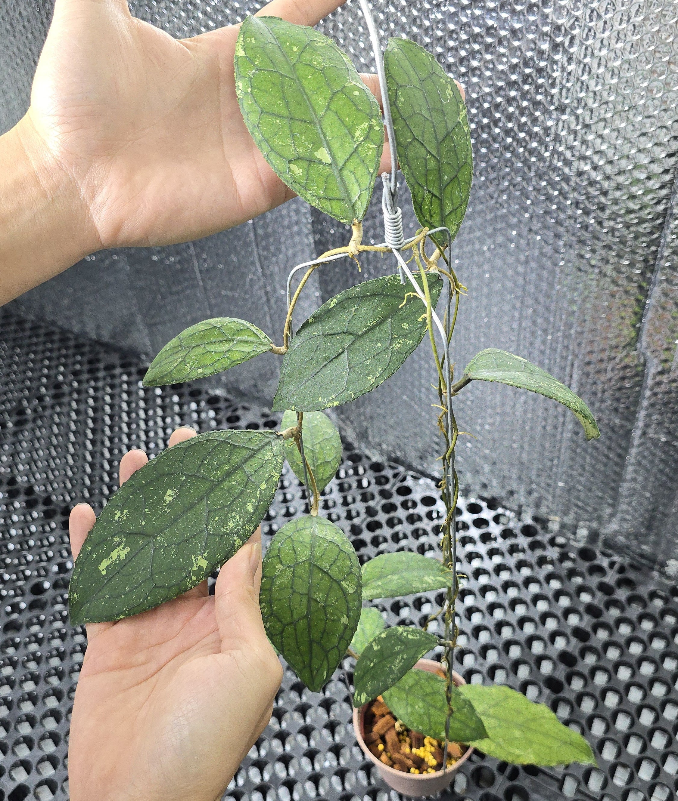 Hoya Clemensiorum Turtle Back – Plantstop.us