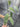 Hoya Sp Blangkejeren