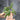 Hoya Sulawesiana Small Leaf