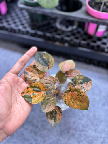 Peperomia Orange Metallic