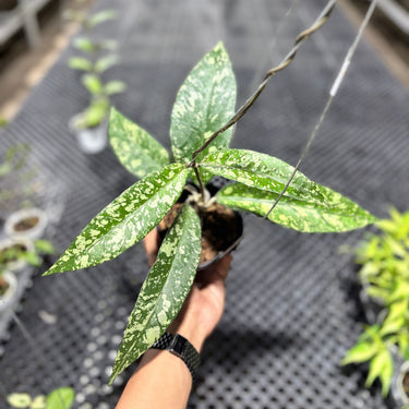Hoya Sp Aceh Lover Tears