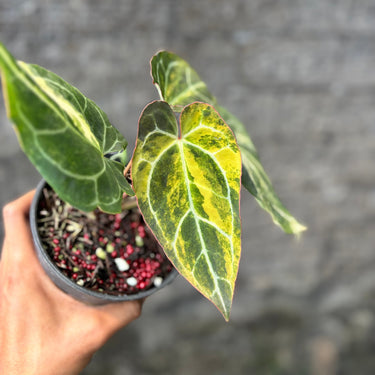 Anthurium Crystallinum Red Stem Variegated