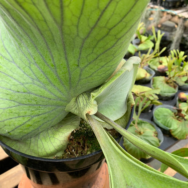 Platycerium Coronarium Big