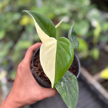 Philodendron hederaceum albo variegated