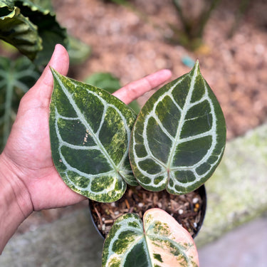Anthurium Red Crystallinum Hybrid Variegated