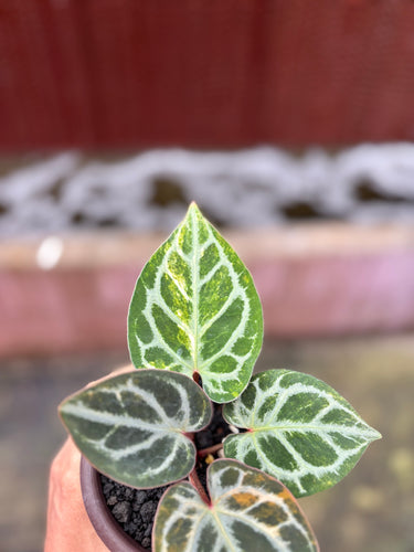 Anthurium King Of Spades x Red Crystal Variegated