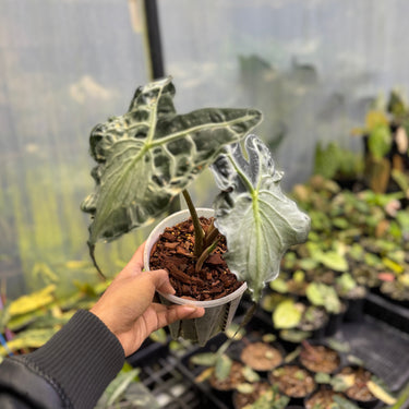 Alocasia Venom