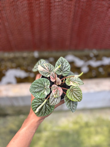Peperomia Caperata Pink Lady
