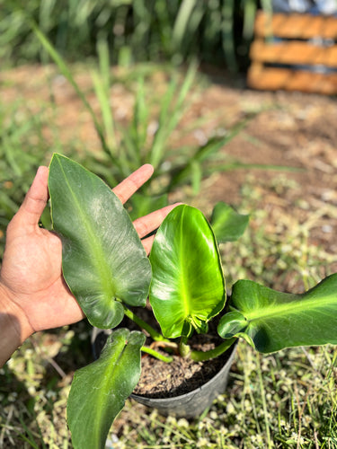 Philodendron rugosum aberrant form