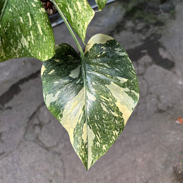 Monstera Legacy diamond