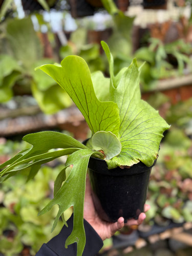 Platycerium Coronarium - Medium