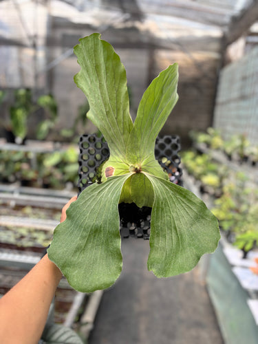 Platycerium elephantotis - Mature size