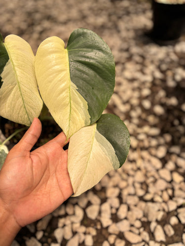 PS0944 Monstera Jungle Mint Halfmoon