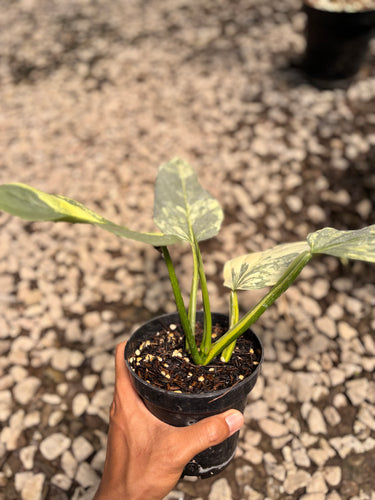 PS0945 Philodendron Hastatum Silver Sword Variegated - Mature
