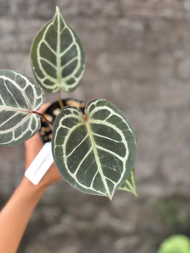 Ps10-13 Anthurium King Of Spades x Red Crystallinum
