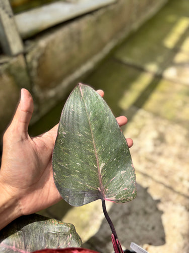 PS0928 Philodendron Pink Princess Black Cherry