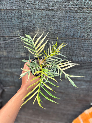 Ps10-47 Philodendron Tortum Variegated