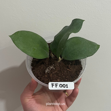 Hoya – Plantstop.us