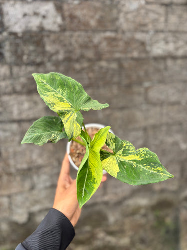 Syngonium Aurea Variegated