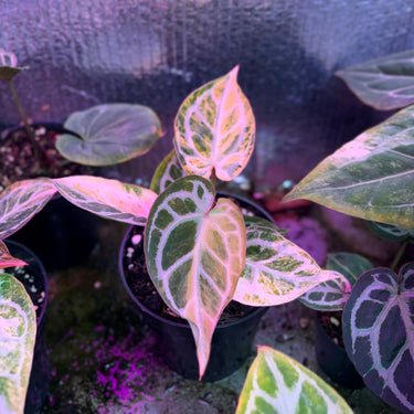 Anthurium Red Space