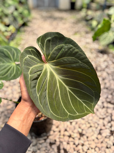 PS0950 Anthurium King Of Spades - Mature