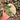 Ps10-04 Monstera Jungle Mint