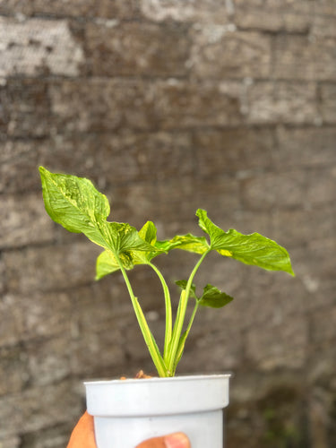Syngonium Aurea Variegated