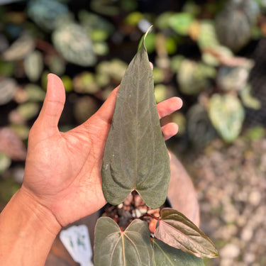 Ps10-05 Anthurium Cherry Blood