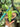 Anthurium Warocqueanum