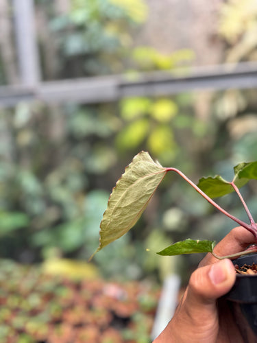 Anthurium Silver Butterfly x Muchlis Rc
