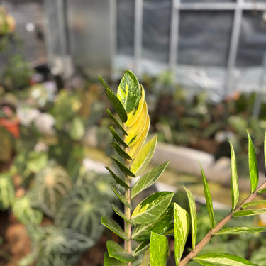 Zamioculcas Zamiifolia Variegated ( Zz Plant ) - 2 Stem