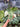 PS0938 Monstera White Monster