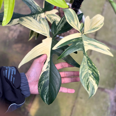 Philodendron Florida Beauty - Mature Size