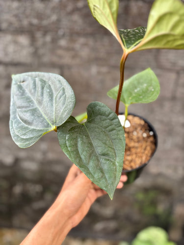 Ps10-12 Anthurium Noid x Luxurians