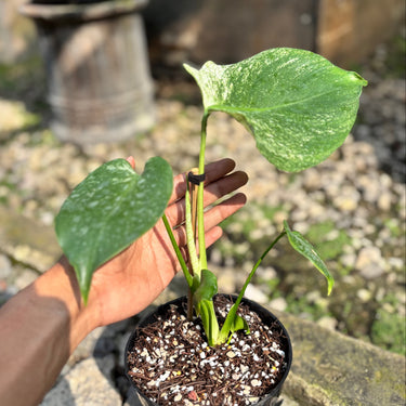 Monstera Devil Monster - Medium