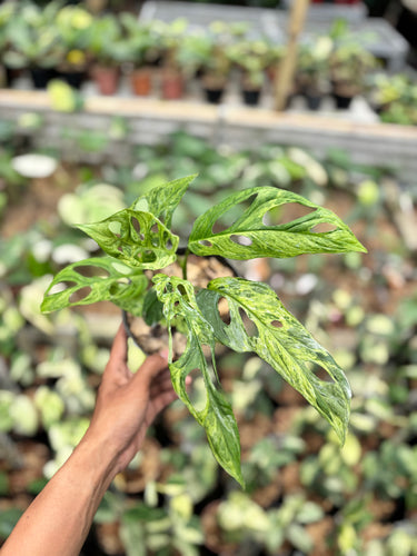 Monstera Adansonii Variegated (INA)
