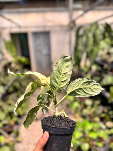 PS0943 Aglaonema Pictum Bicolor Variegated