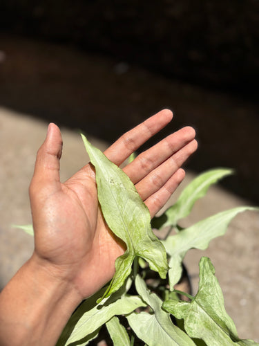 Syngonium White Narrow