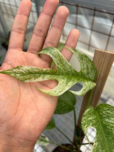 Rhaphidophora Tetrasperma White Monster Variegated