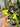 PS0947 Thaumatophyllum Dragon Fire Variegated