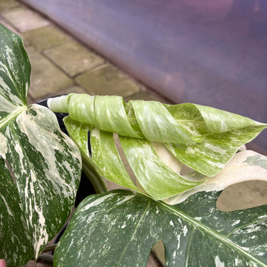 PS0909 Monstera White Tiger
