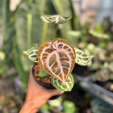 Ps10-02 Anthurium Silver Kos x Michelle