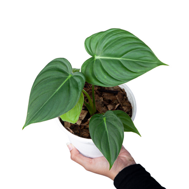 Philodendron pastazanum