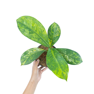 Dieffenbachia aurea variegated