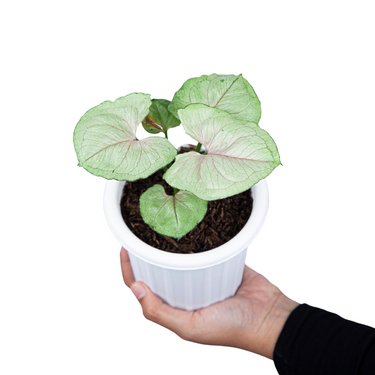 Syngonium allusion mango