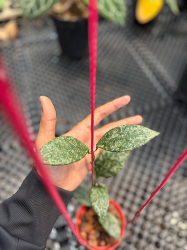 Hoya Rundumensis High Splash
