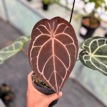 Anthurium Forgertii x (Tortoise Grey x Michelle)