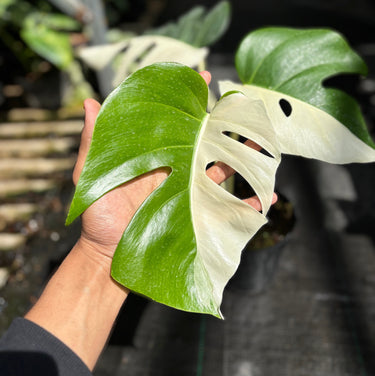 Monstera Variegated Halfmoon