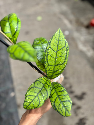 Hoya Callistophylla Vena