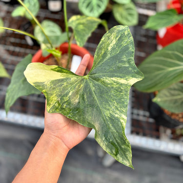 Ps10-14 Anthurium Pterodactyl Aurea Variegated - Mature